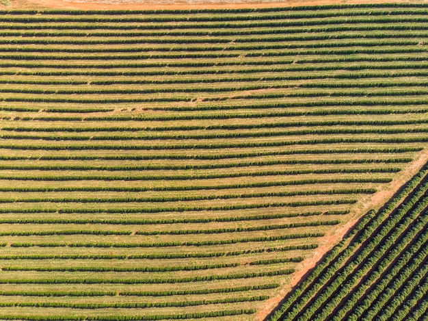 Campo de naranjosHermosos campos de naranjos en el campo brasileño