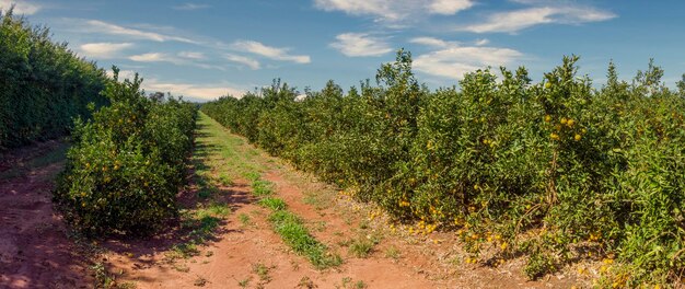 Campo de naranjosHermosos campos de naranjos en el campo brasileño