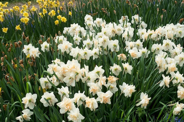 Campo con narcisos blancos flores de primavera, enfoque suave