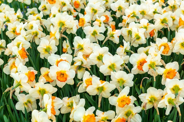 Campo de narcisos en flor en primavera en el jardín