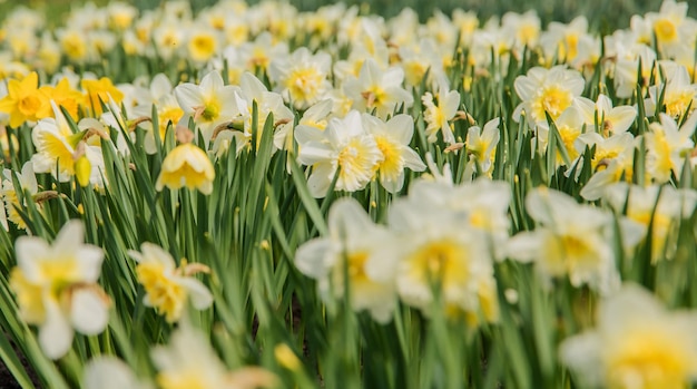 Un campo de narcisos con la palabra narciso a la izquierda.