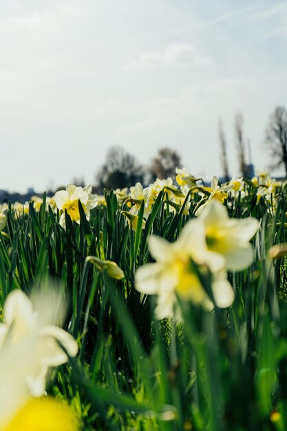 Foto un campo de narcisos bajo el sol