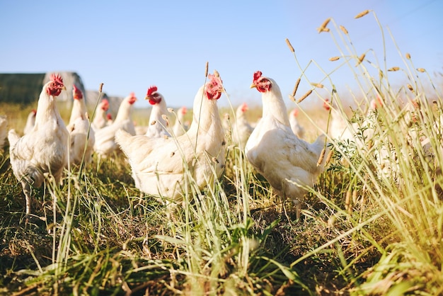 Campo natural e granja de galinhas com céu azul em campo verde agricultura ao ar livre e luz do sol Avicultura sustentabilidade e liberdade pássaros na grama e animais com crescimento natural