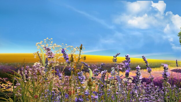 campo naturaleza paisaje Prado de árboles de trigo y flores de lavanda silvestre en el campo luz del sol