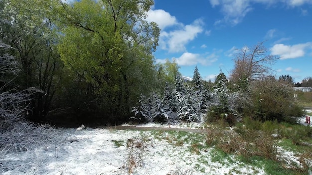 Un campo nevado en el bosque con un cielo azul de fondo.