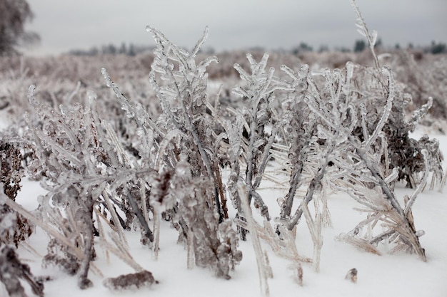 campo nevado después de la lluvia helada