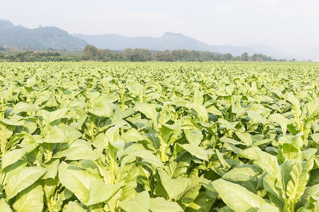 Campo de Nicotiana tabacum