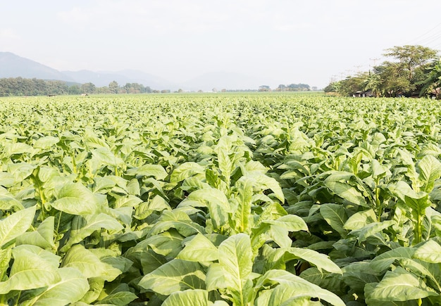 Foto campo de nicotiana tabacum