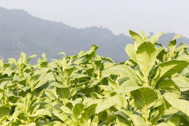 El campo Nicotiana tabacum