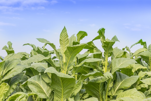 Foto campo de nicotiana tabacum