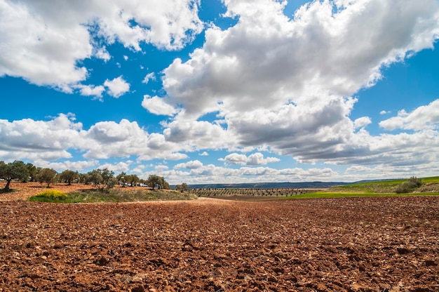 Campo de olivos, paisaje verde contra el cielo azul y el sol, aceite español