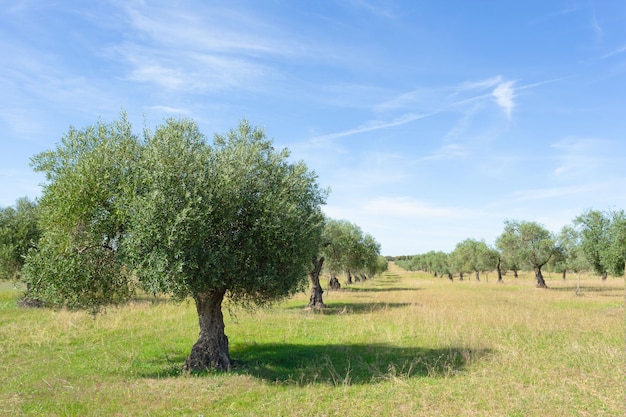 Campo de olivos verdes en primavera en el prado de Extremadura