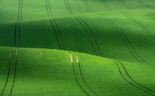 Campo ondulado de trigo verde ondulado com listras e padrão de paisagem abstrata