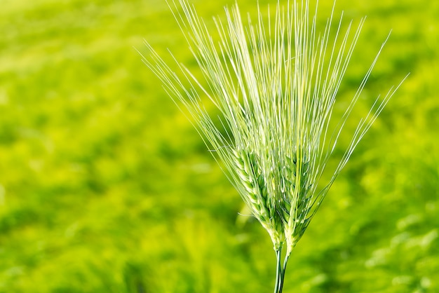 Campo orgánico del cierre verde del trigo para arriba. enfoque selectivo