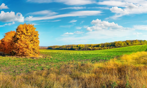 Campo de otoño en un día soleado