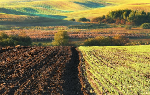 campo de otoño