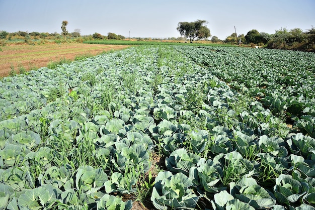 Campo ou fazenda de repolho, repolho verde no campo agrícola