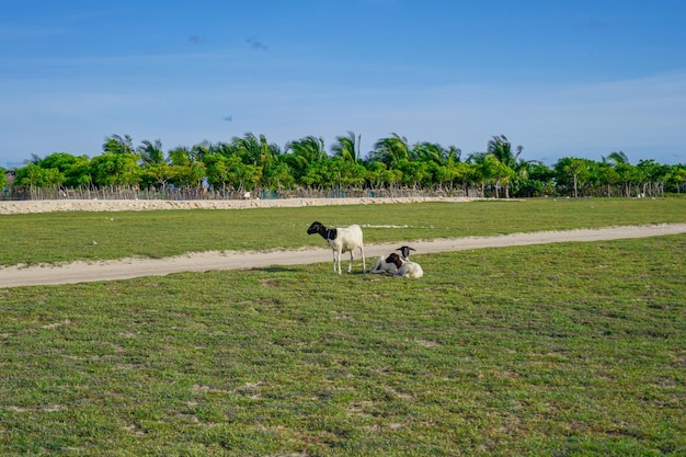 Un campo con ovejas y un árbol al fondo.