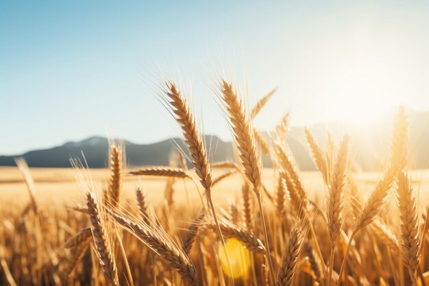 Un campo pacífico con campos dorados de trigo