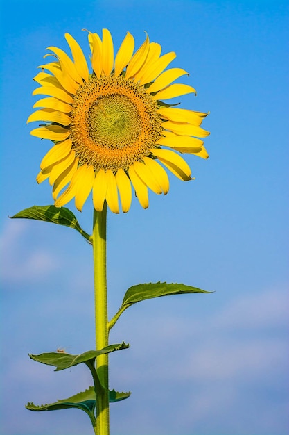 Campo de paisaje floreciente de Sunflower Farm