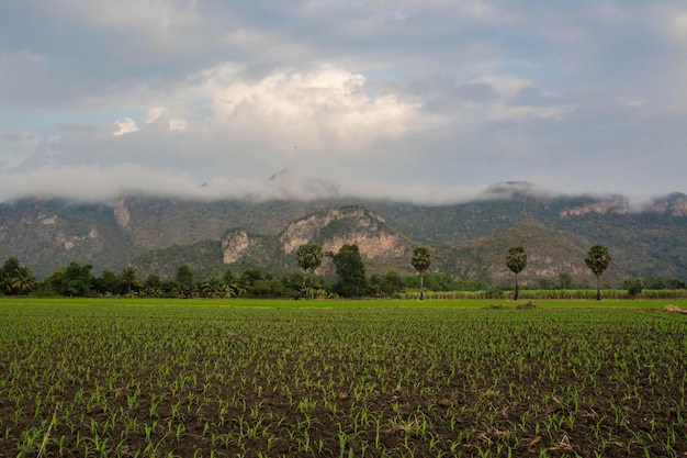 Campo de paisaje con montaña en Uthai thani, Tailandia