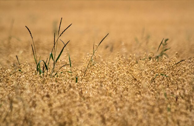 campo de paisaje en otoño con avena