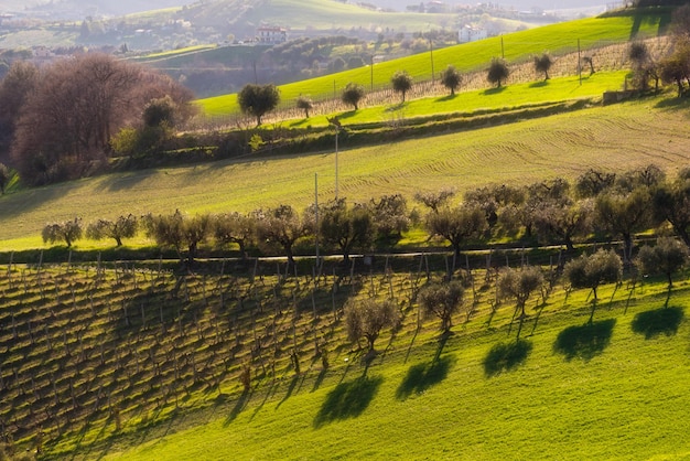 Campo paisaje verde campos agrícolas y olivos entre colinas