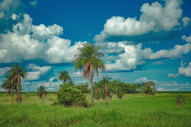 un campo con palmeras y un cielo con nubes