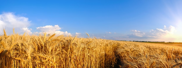 Campo panorama de trigo dourado em terreno montanhoso e trator trilha no céu azul