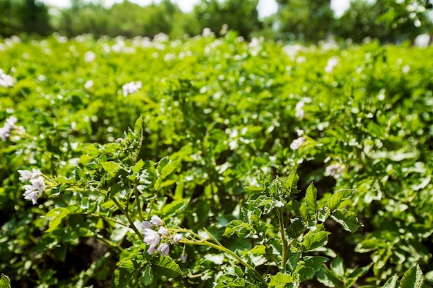 Campo de papa floreciente con flores. Campo verde de patatas.