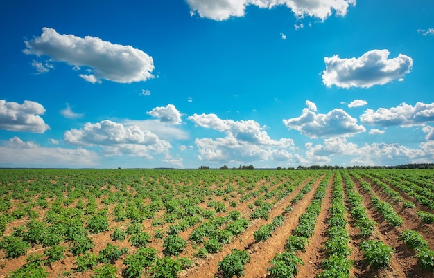 Campo de papas y cielo azul nublado Composición de la naturaleza