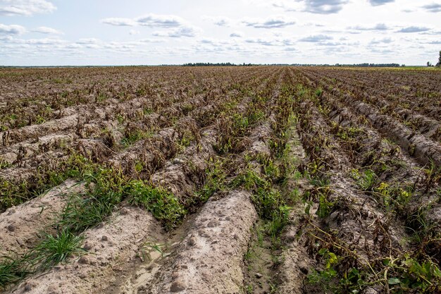 Un campo de papas en fila listo para cosechar contra el cielo y las nubes