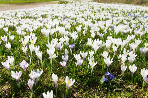 Campo de pasqueflower de primavera