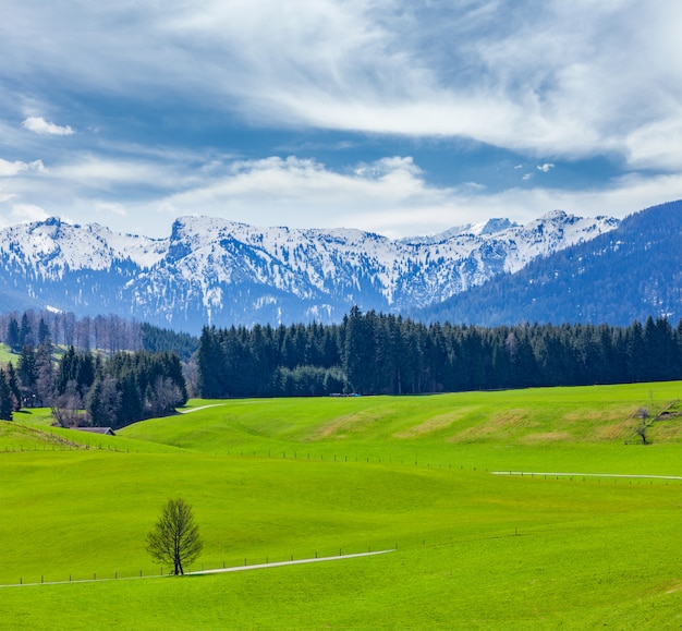 Campo pastoral idílico alemão na primavera com alpes em backg