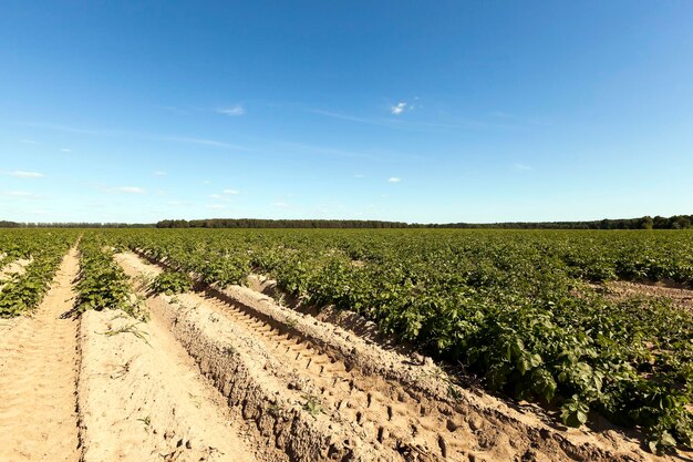 campo con patata