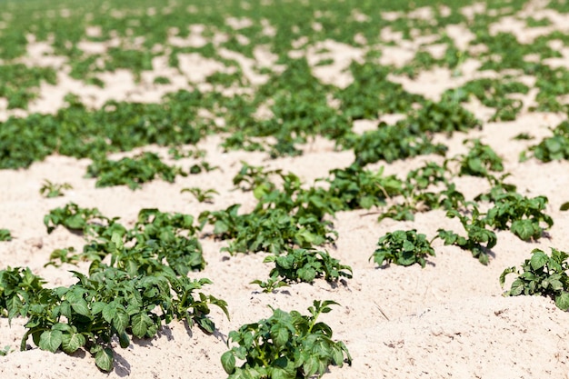 Campo de patatas de agricultura