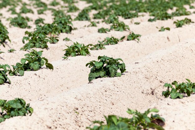 Campo de patatas de agricultura