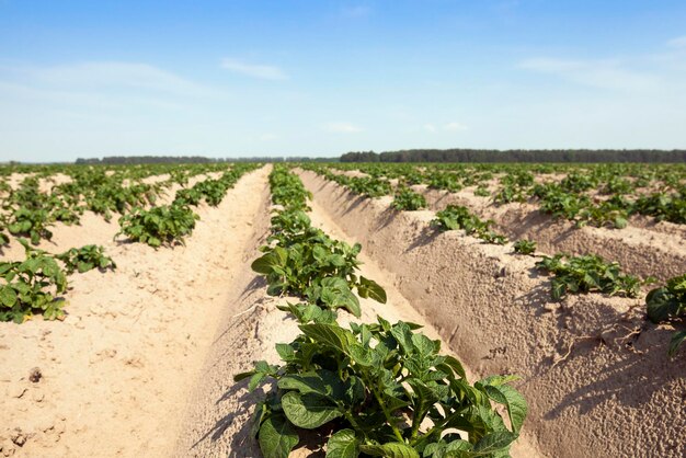 Campo de patatas de agricultura