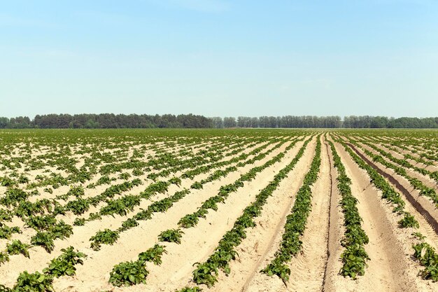 Foto campo de patatas de agricultura