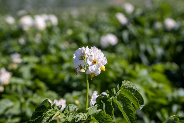 Campo de patatas con arbustos verdes de patatas florecientes