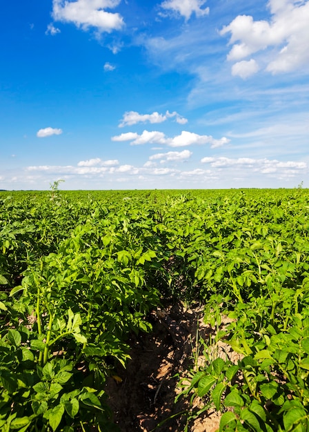 Campo de patatas: un campo agrícola en el que crecen patatas. verano del año