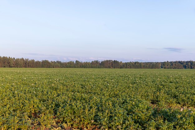 Campo de patatas con plantas verdes