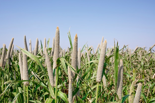 Foto campo pearl millet