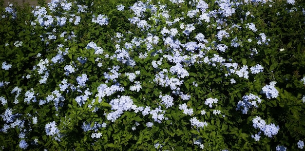 Campo de pequeñas flores azules