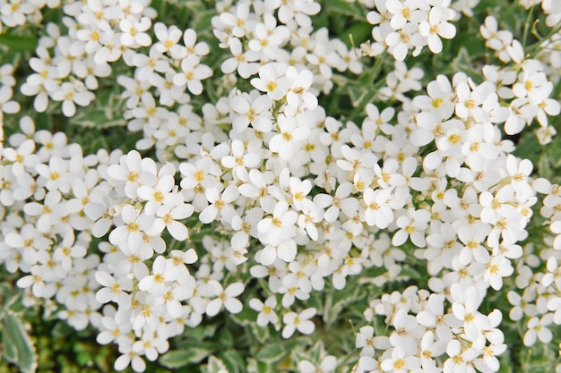 El campo de pequeñas flores blancas de campo de alyssum dulce Vista superior Fondo de temporada de primavera natural