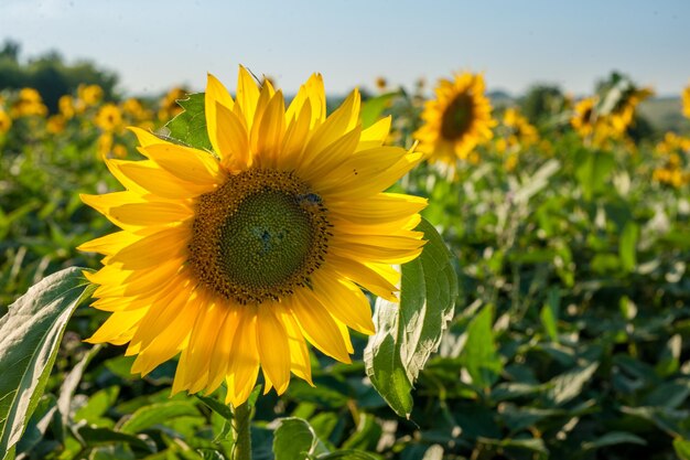 Campo de pequeños girasoles en verano, agricultura