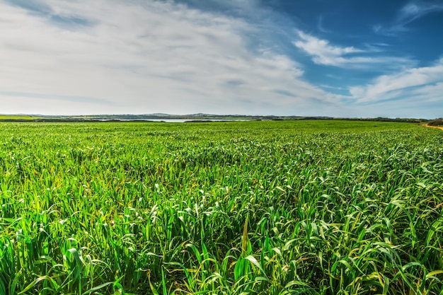 Campo de picos verdes bajo un cielo nublado en Cerdeña Italia