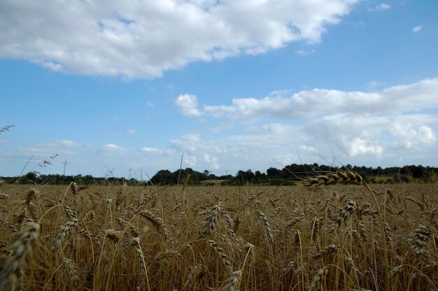 campo de picos