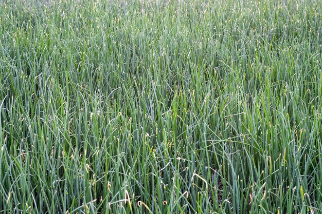 Un campo de planta de cebolla orgánica verde.