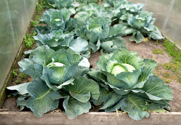 Campo de planta de col verde al aire libre en verduras de agricultura de verano.